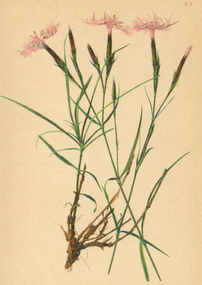ALPENFLORA ALPINE FLOWERS. Dianthus monspessulanus L-Montpellier'sche Nelke 1897